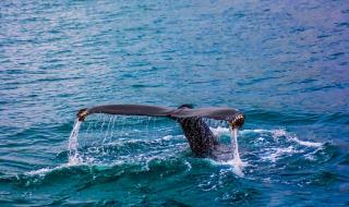 鲸落深海什么意思 鲸落是什么意思